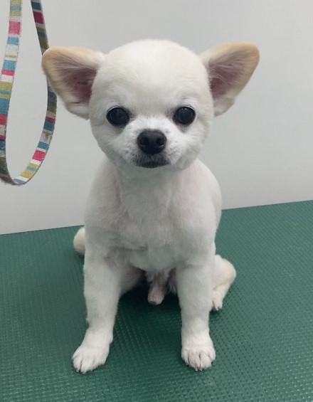 ノアくん