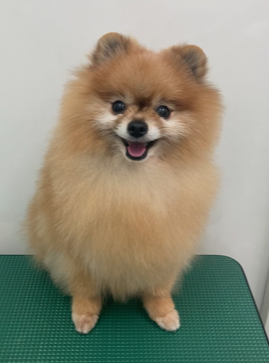 テラくん