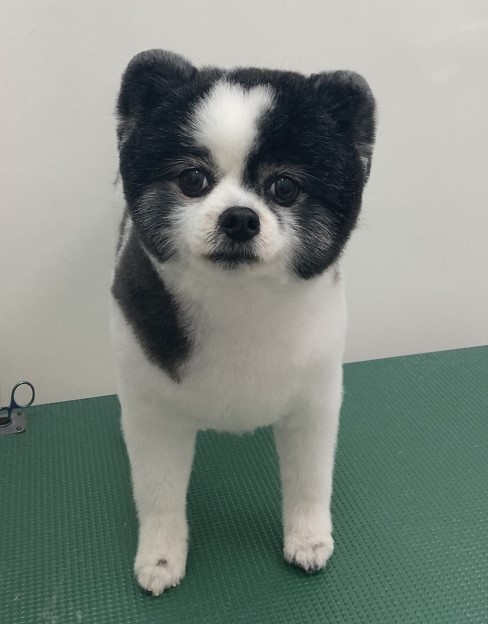 ころんちゃん