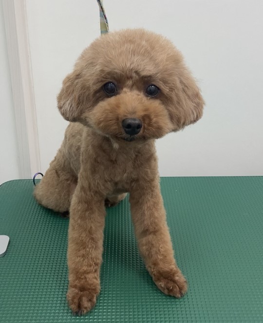 ココちゃん