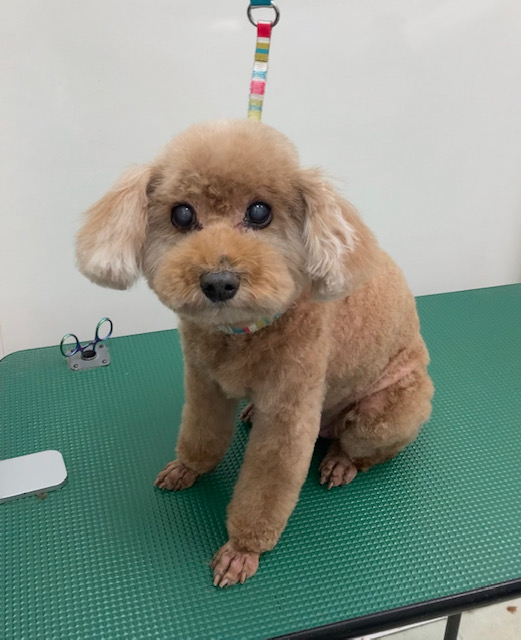 ニコちゃん