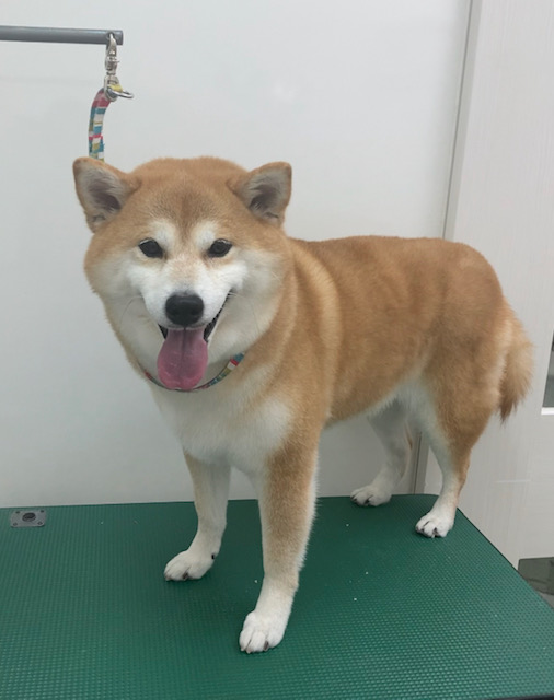 心愛ちゃん