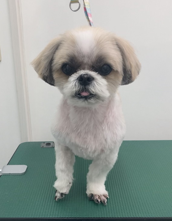 ぷりんちゃん