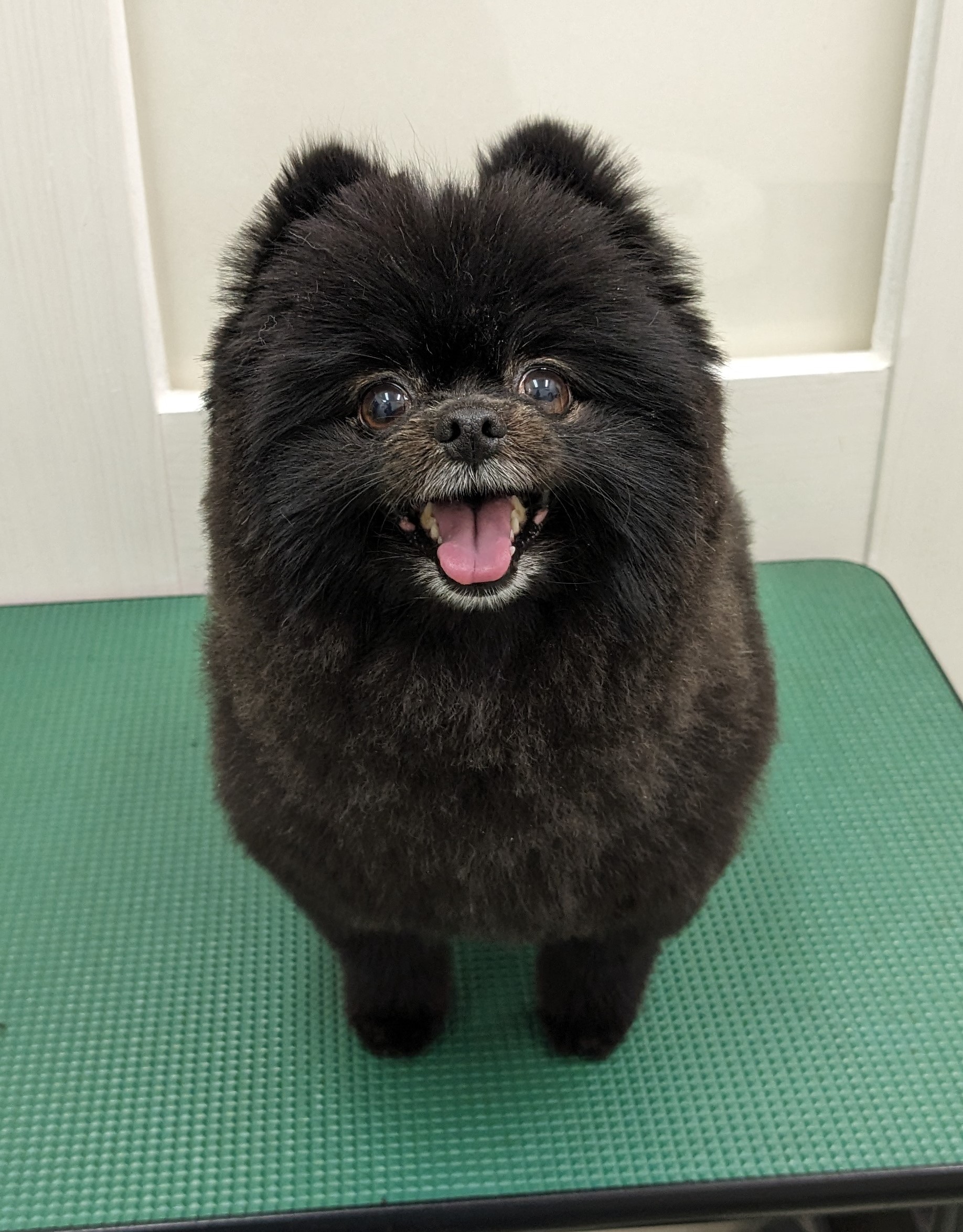 クロロちゃん