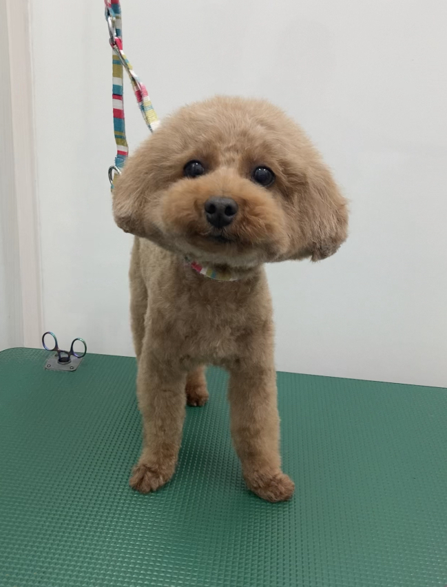 ココちゃん