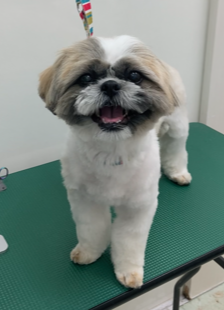 ここねちゃん