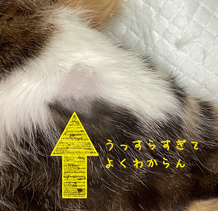 右膝