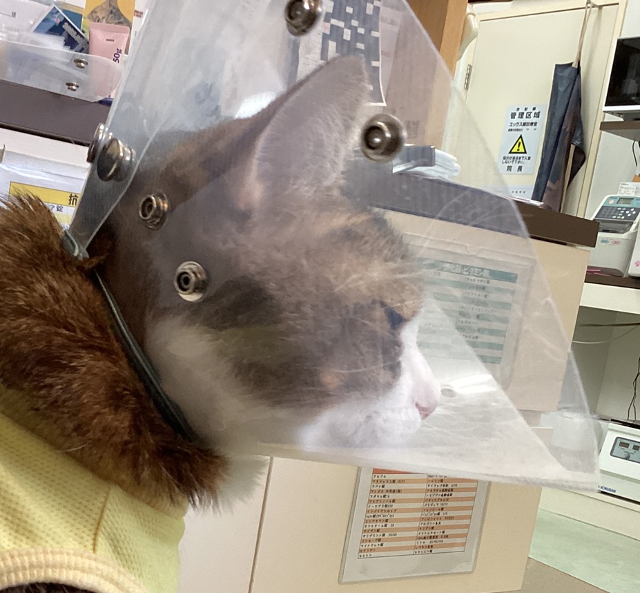 cat