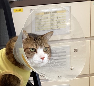 ダックス用
