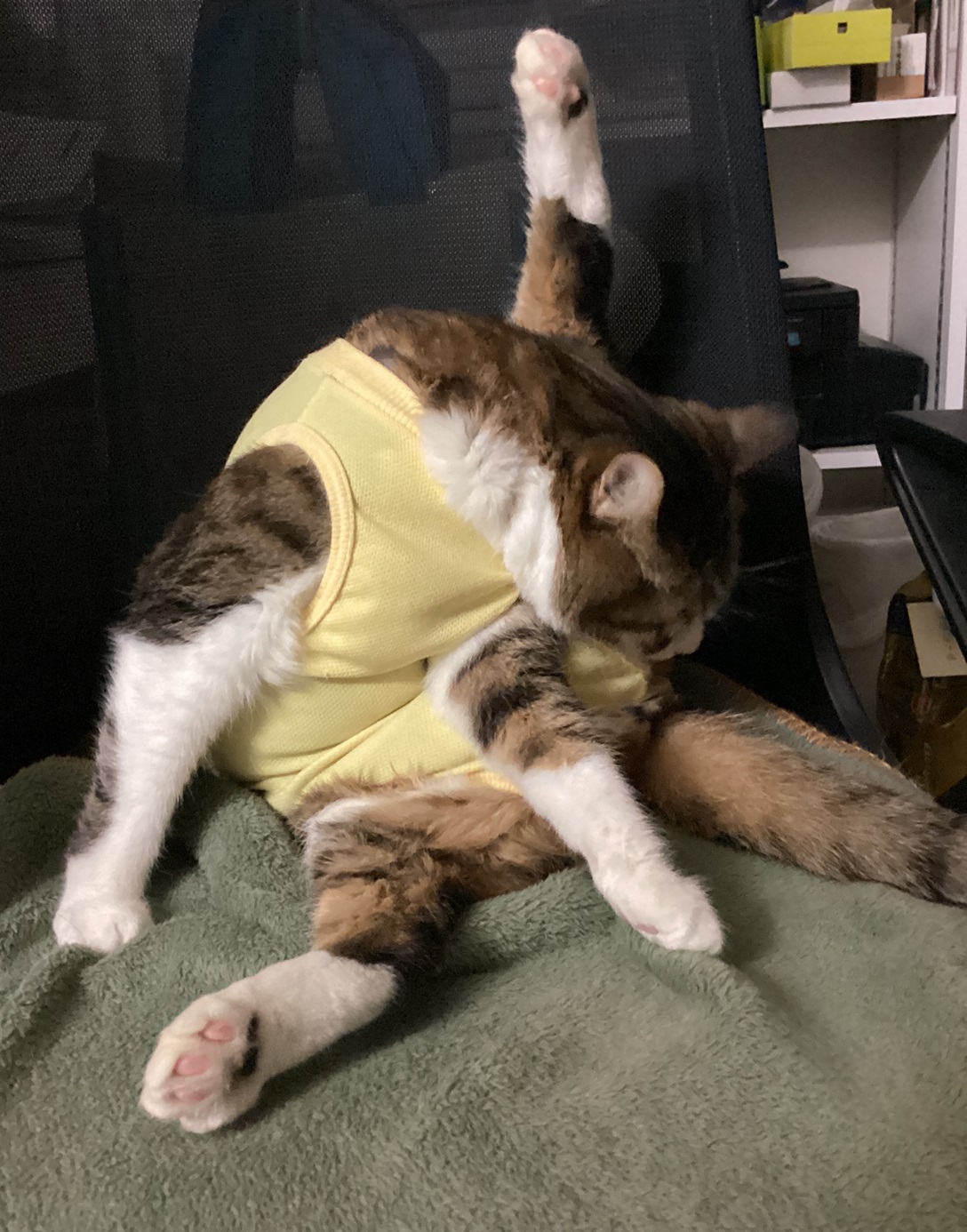 あしぴん