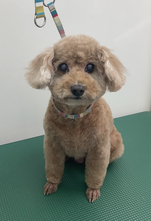 ニコちゃん
