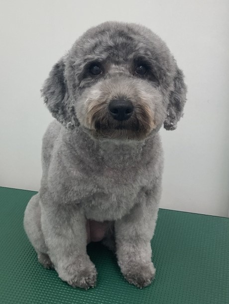 ふわりちゃん