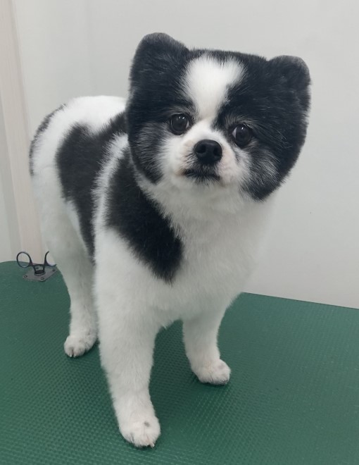 ころんちゃん