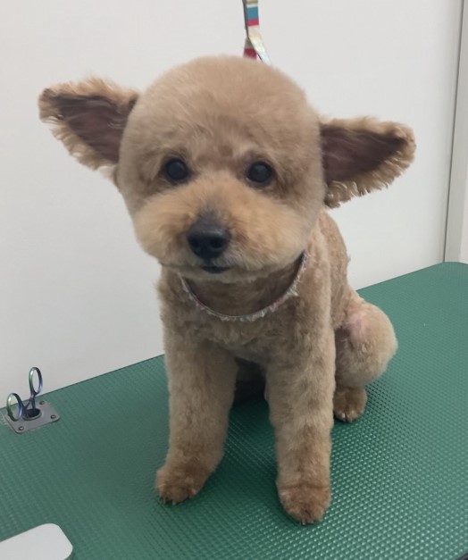 小麦くん