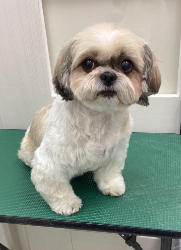 たまちゃん