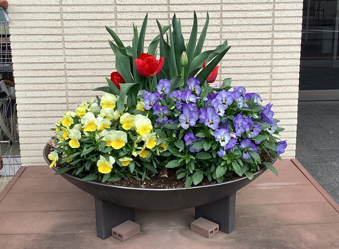鉢植え
