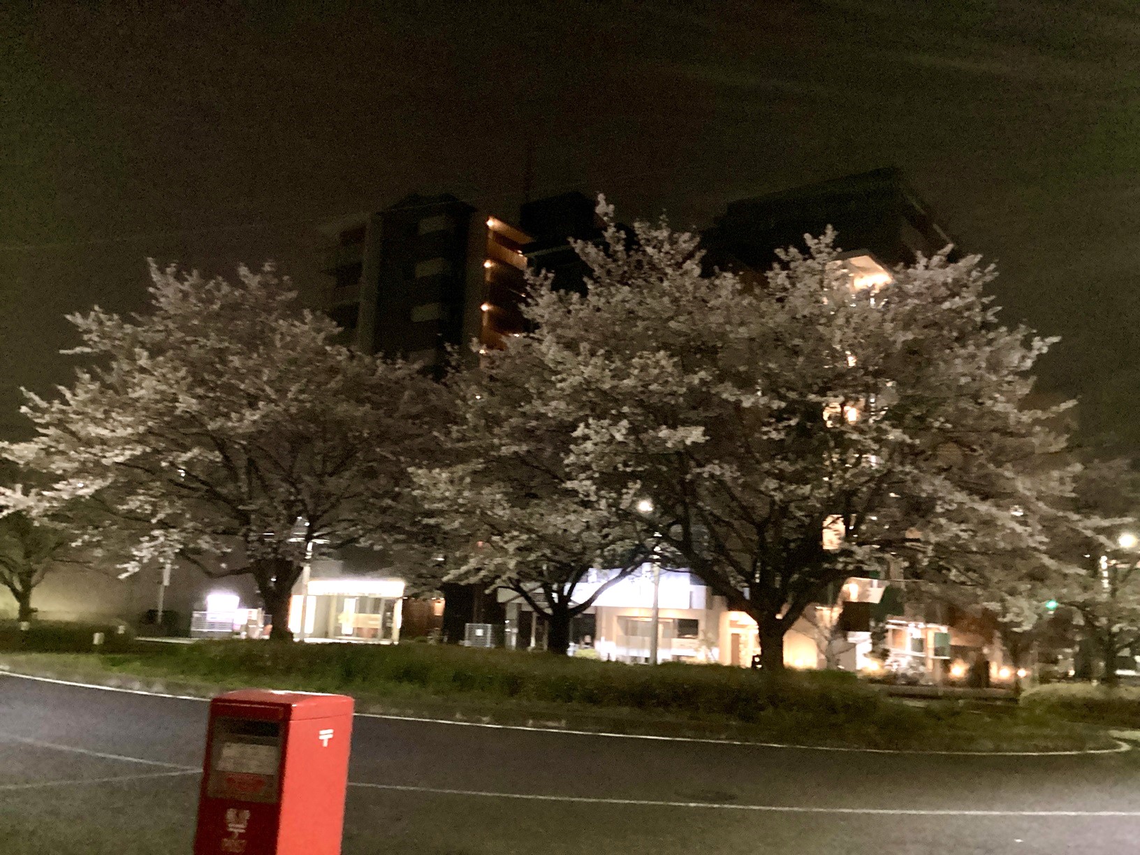 夜桜