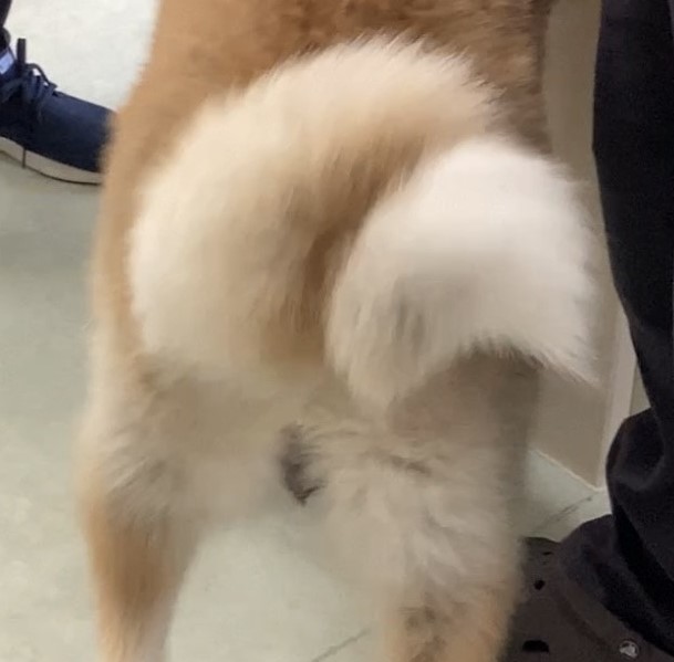 シナモンしっぽ