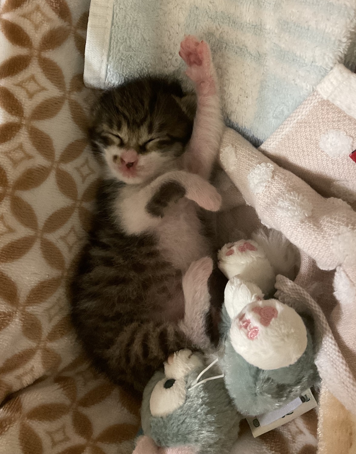 シェー