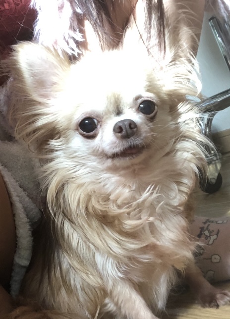 パティ