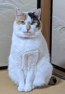 ちゃくさま