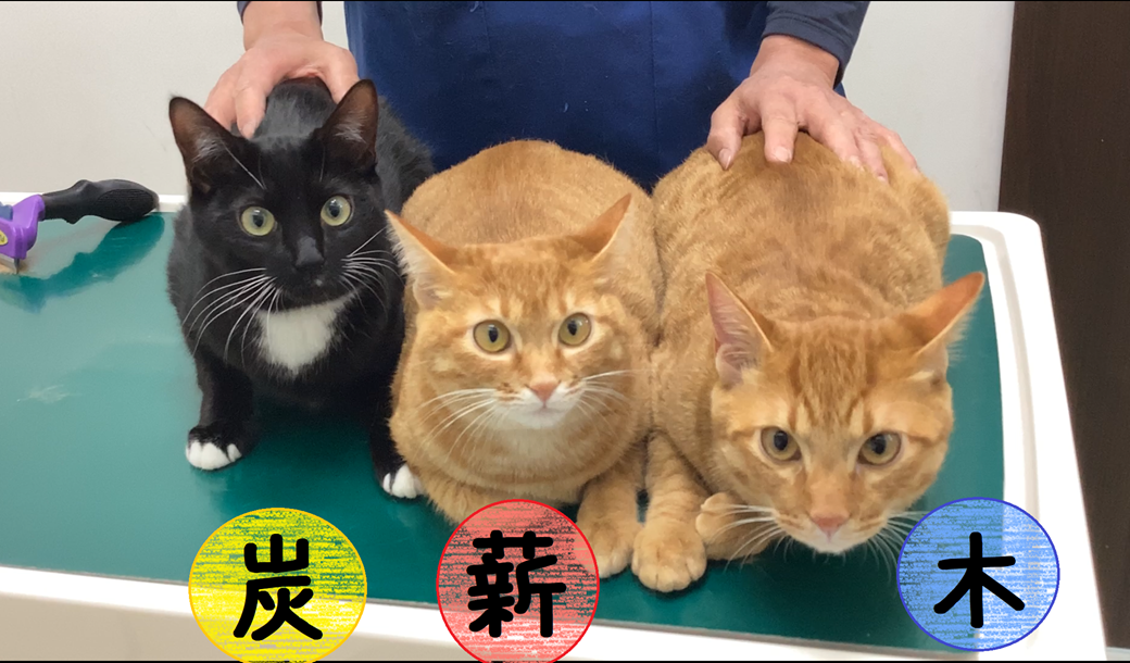 3兄弟