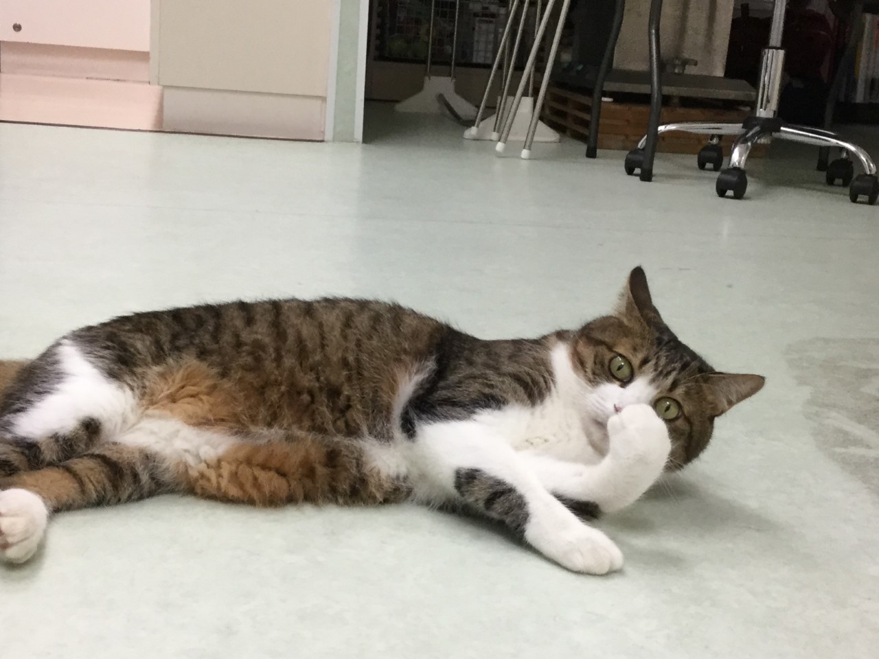 ののさん