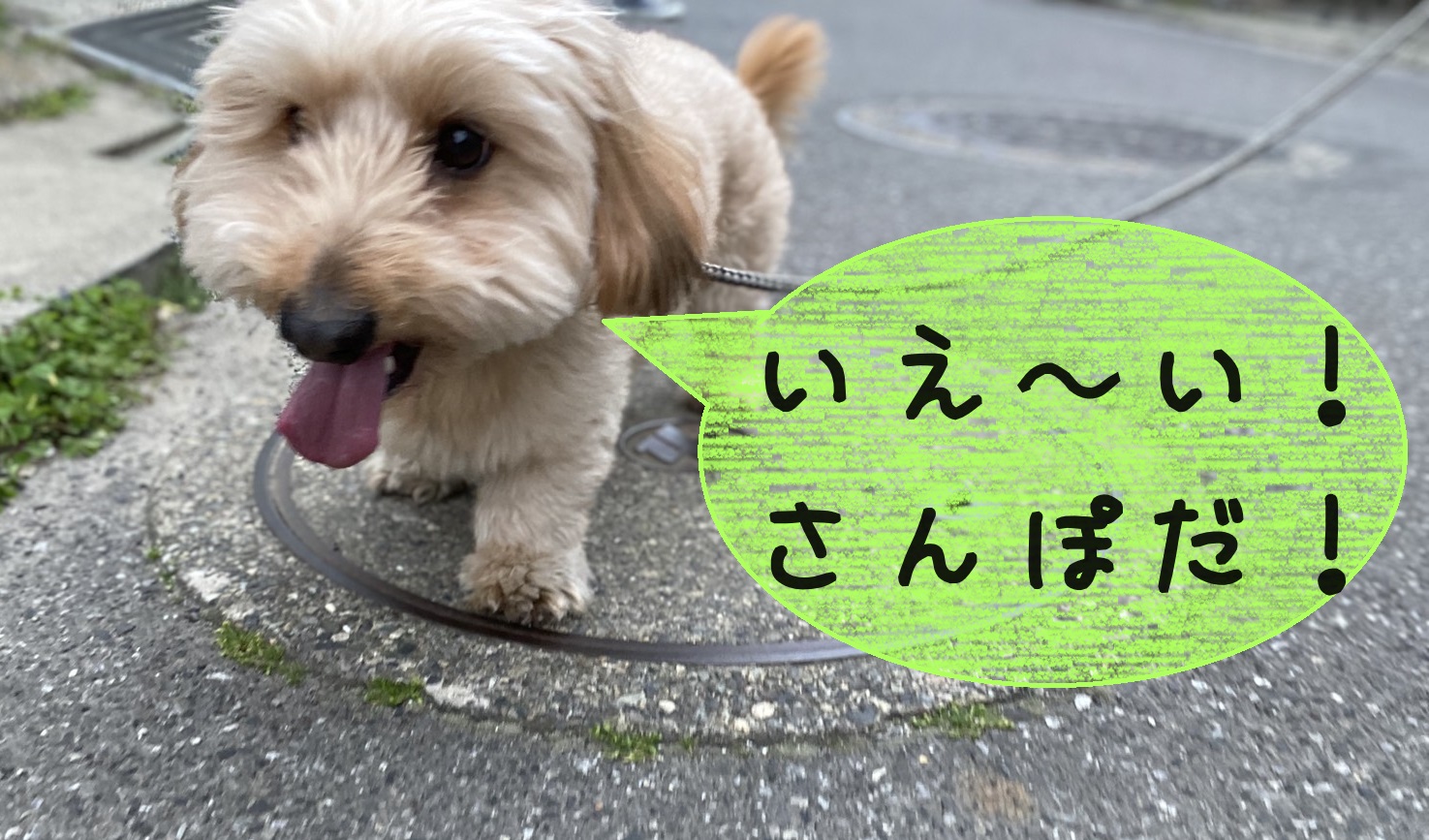散歩中