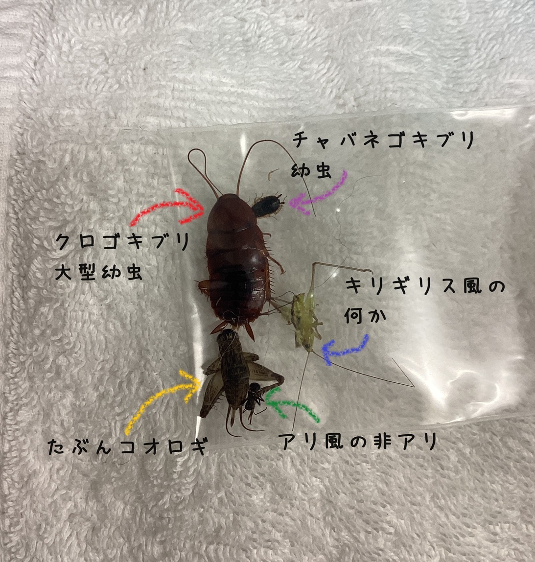 合同葬