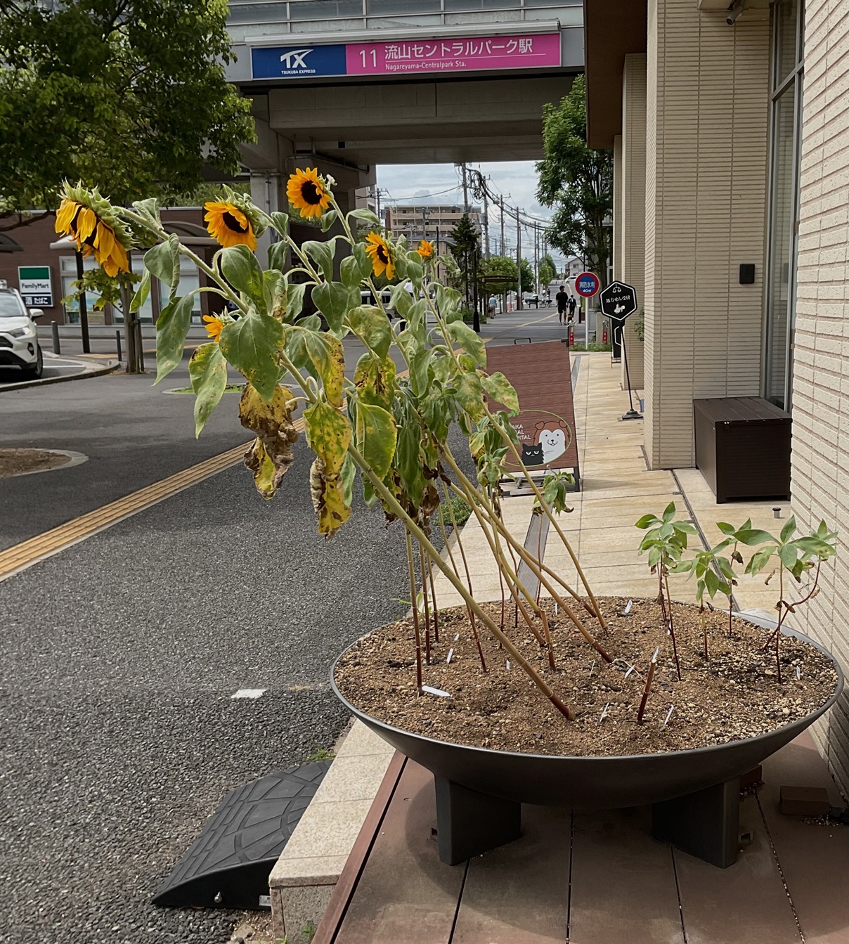 MJひまわり
