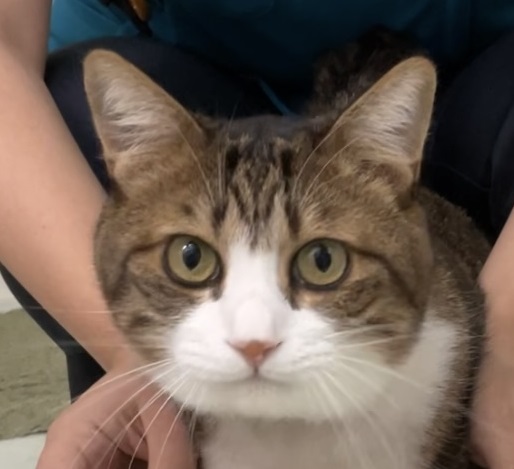 はんたん