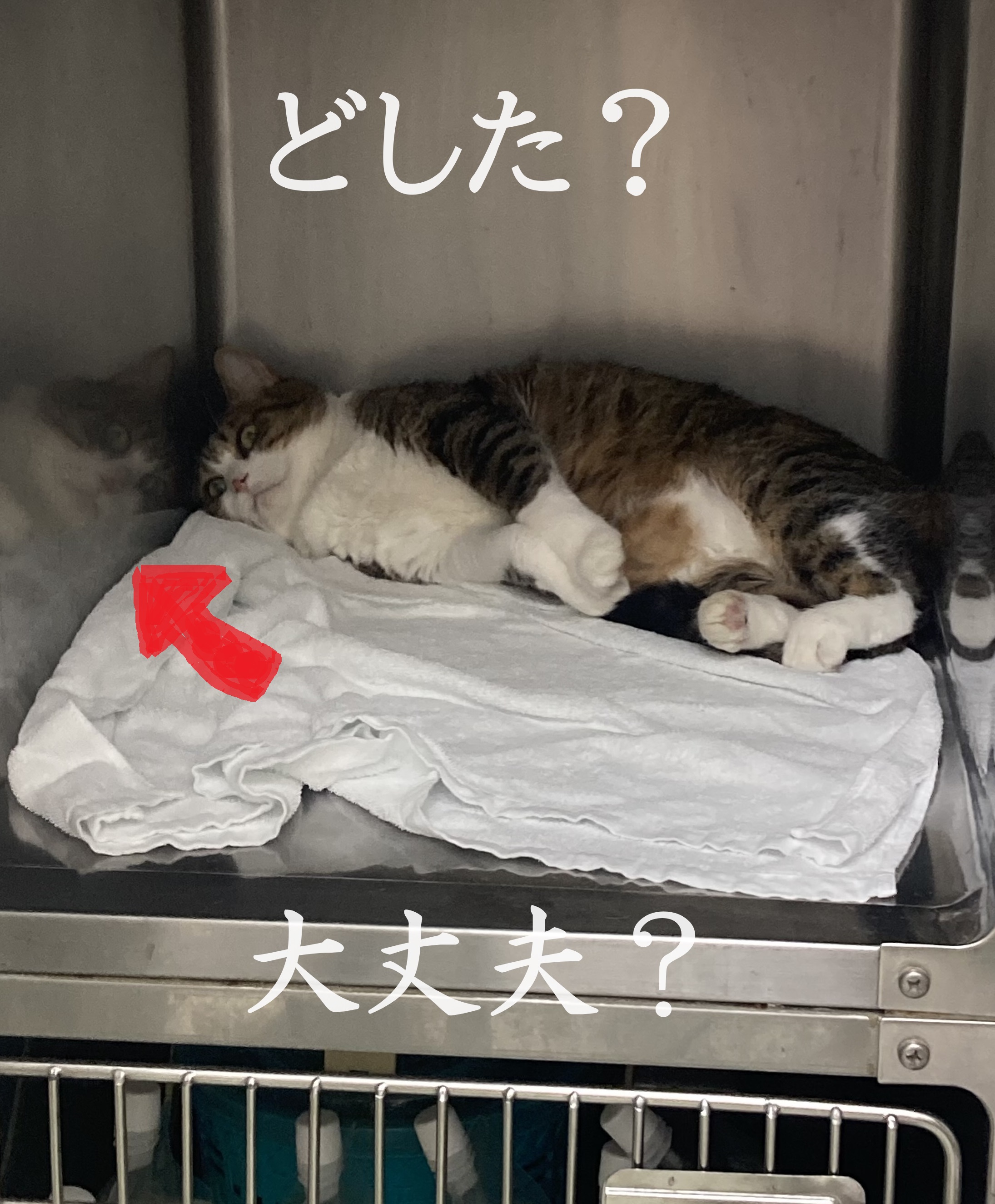 おつかれのんさん