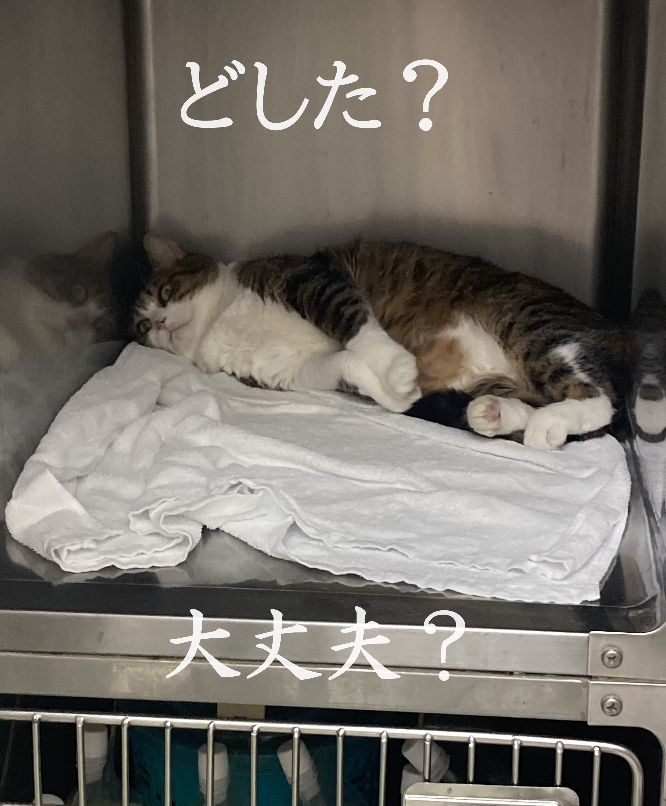 のーまる