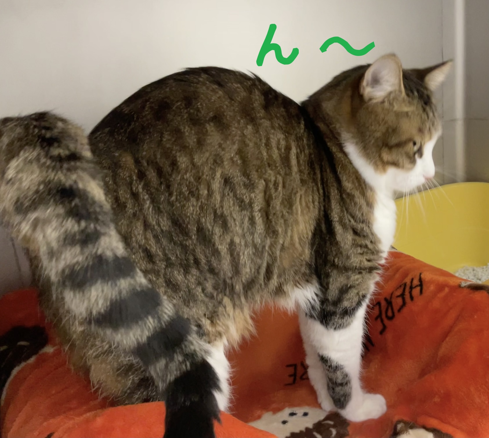 好きな形