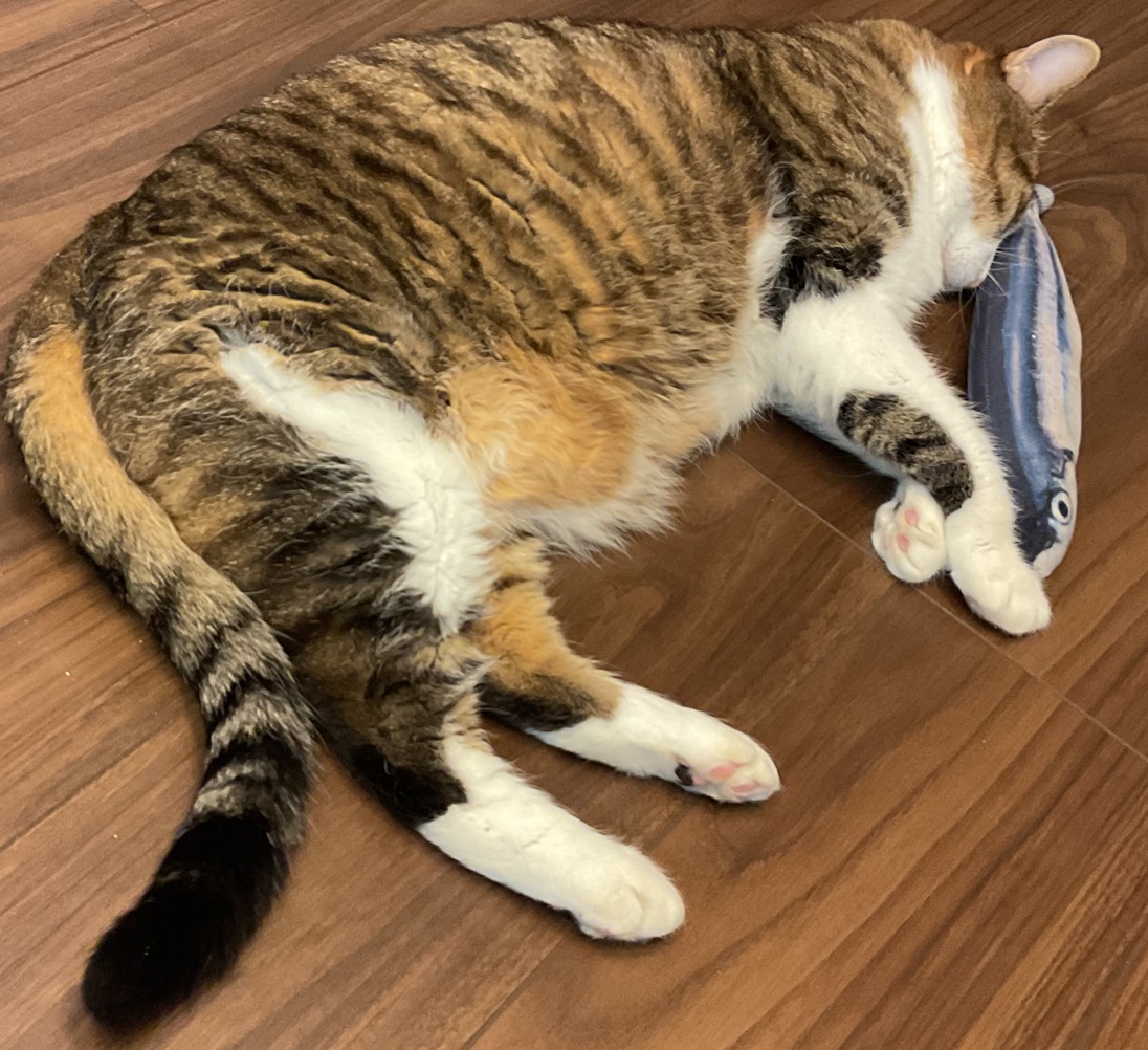 サンマと添い寝
