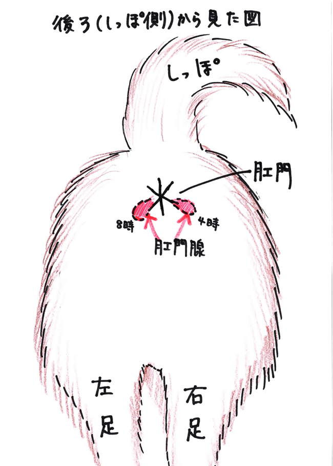 後ろの正面