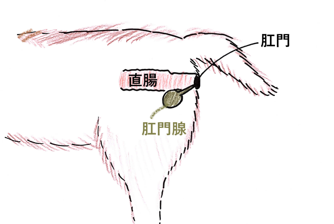 横から