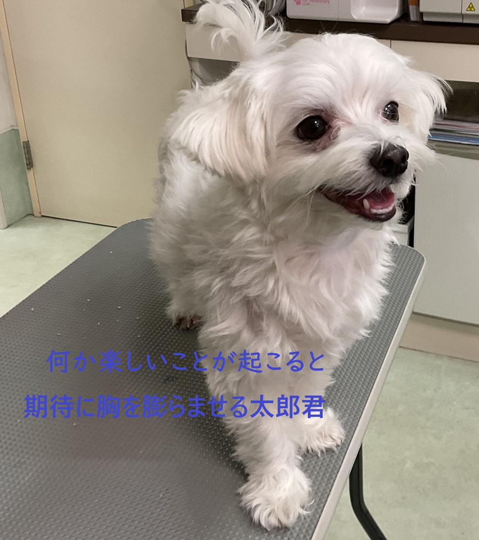 たろさん