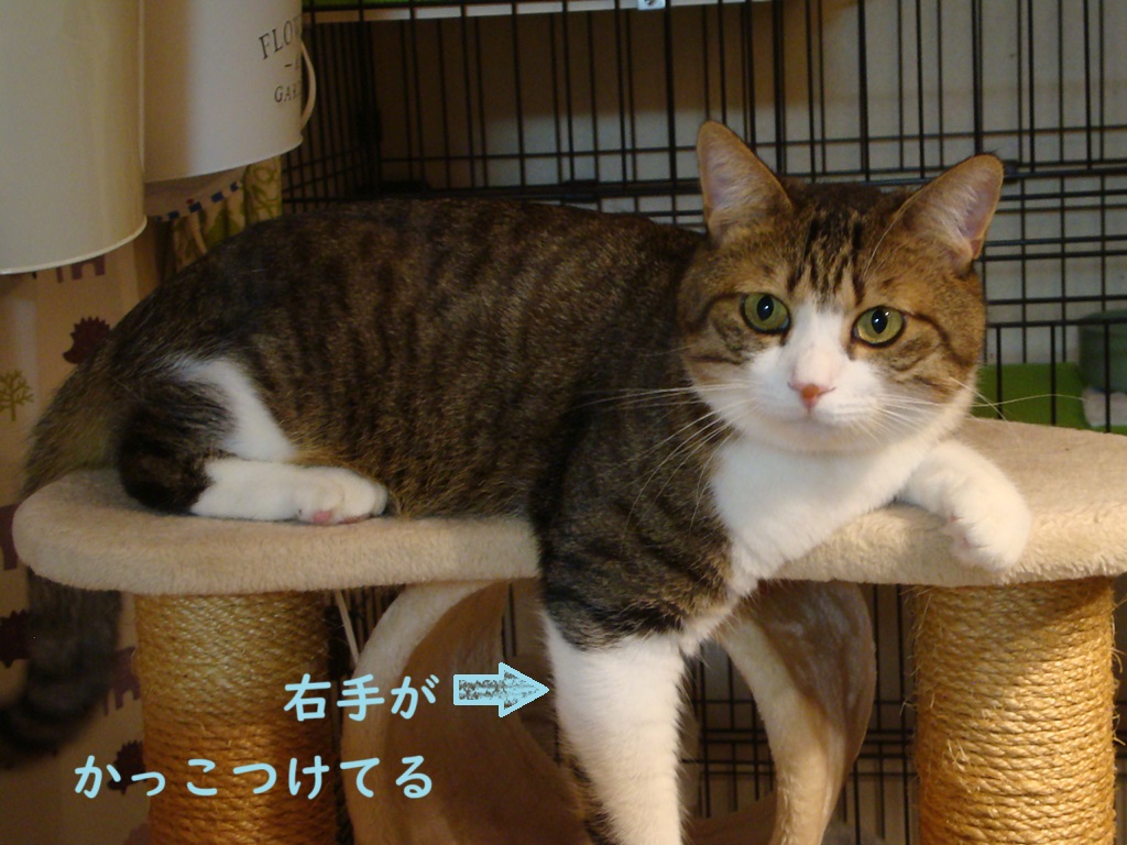 かっこつけ