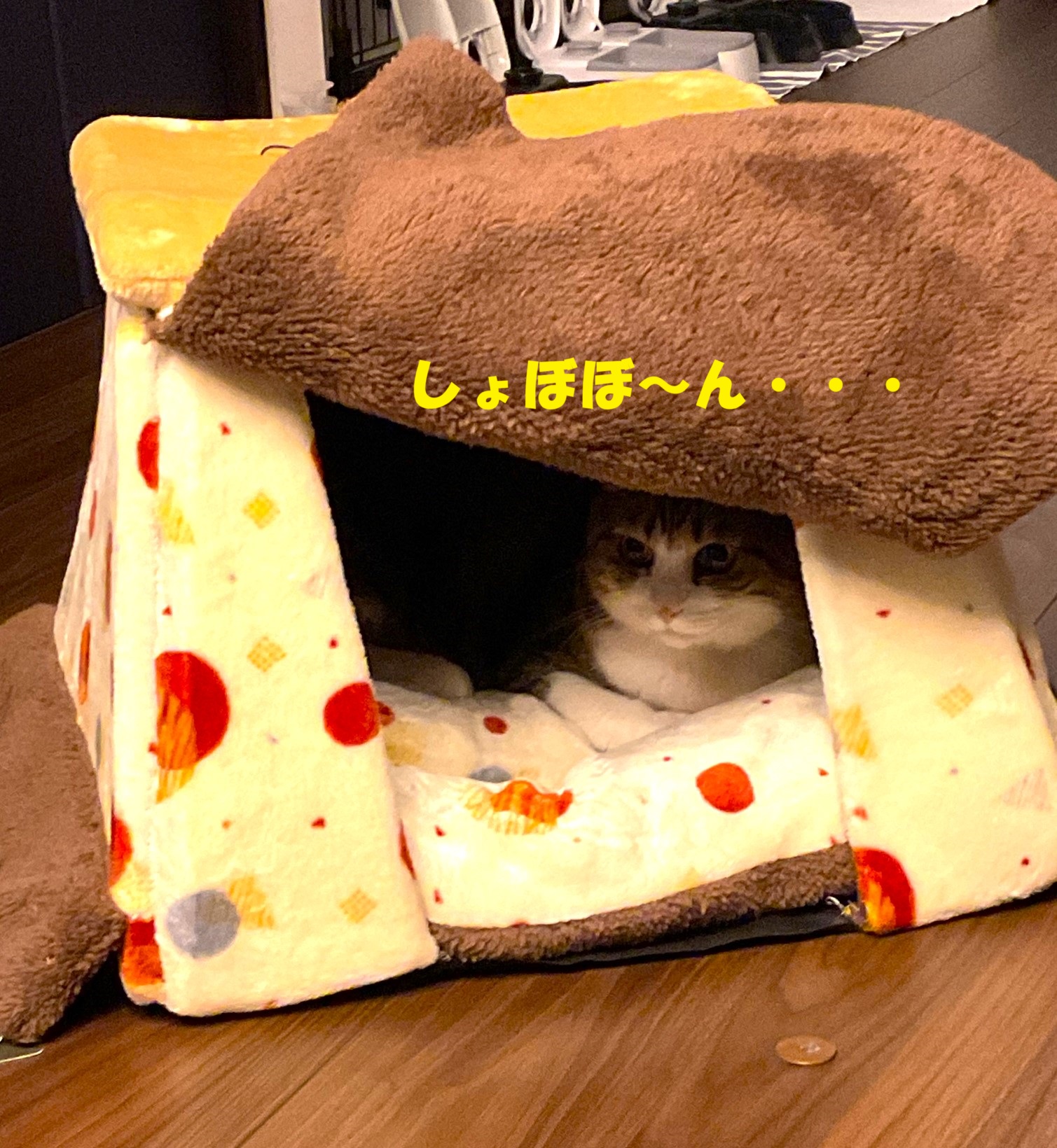 しょぼぼん
