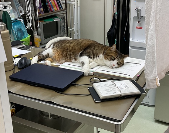 猫ハラ中