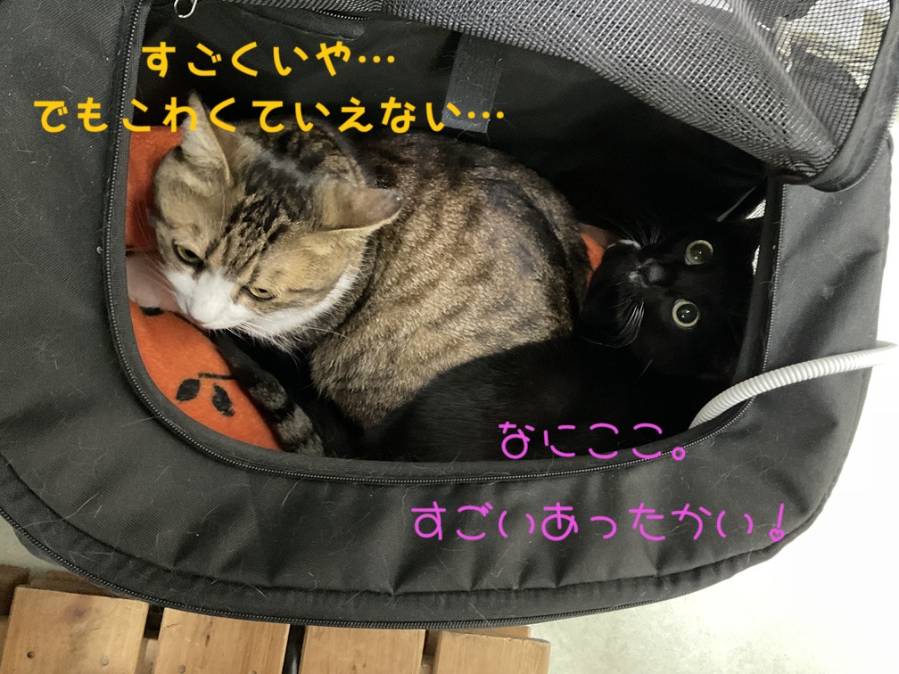 すごくいや