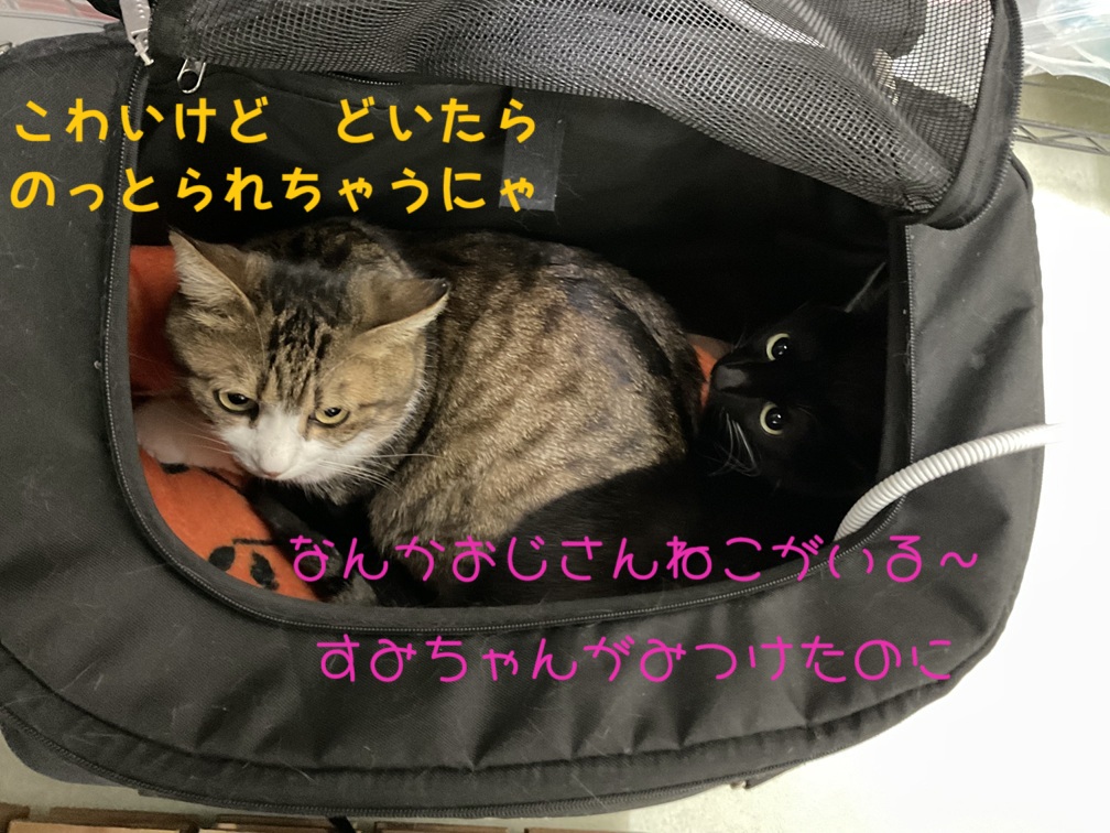 葛藤