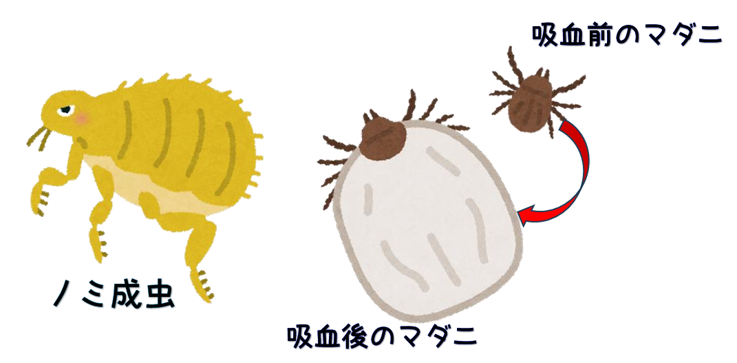 ノミマダニ