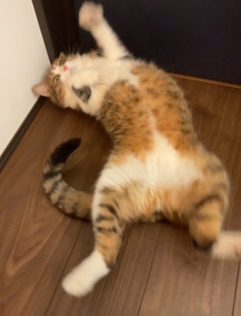 いえい