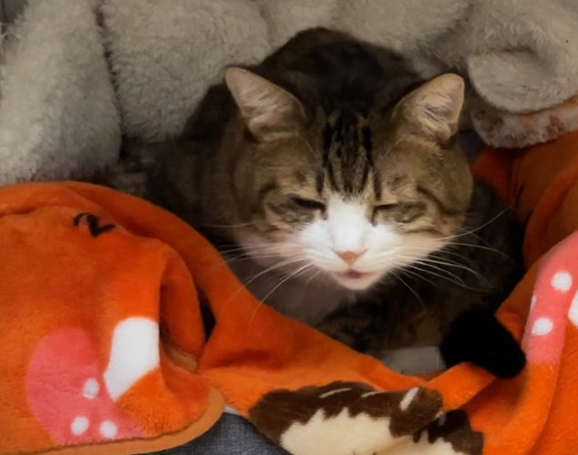 かわいそのんちゃん