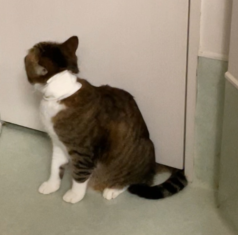 交通事故じゃないよ