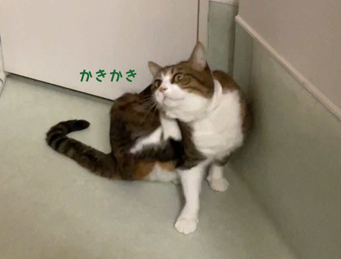 かきかき@