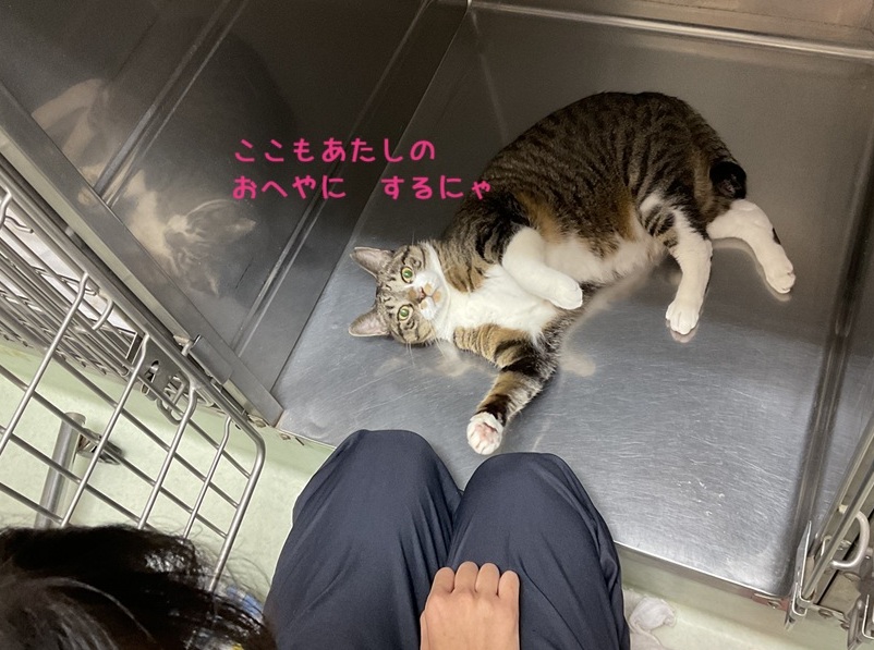 ここもあたしの