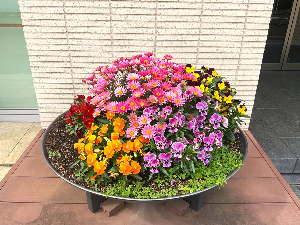 11�΂��}�����̂񂳂�ɁA���N��蔭���I